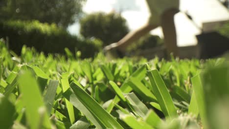Macro-close-up-of-cleanly-cut-grass-in-foreground,-out-of-focus-lawn-mower-pushed-side-to-side-at-a-medium-distance-from-the-lens