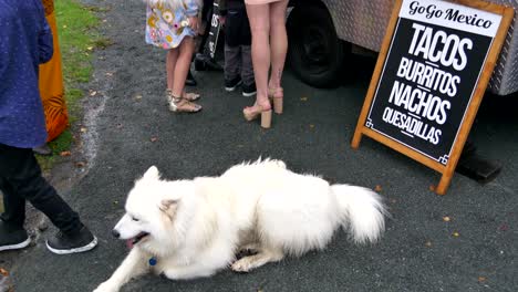 Human's-best-friend,-a-white-dog