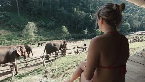 Female-tourist-overlooks-elephants-from-boardwalk-in-Thailand-sanctuary