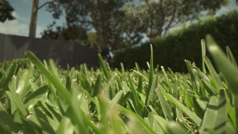 Macro-close-up-of-short-uncut-grass-in-foreground,-out-of-focus-lawn-mower-pushed-side-to-side-at-a-far-distance-from-the-lens