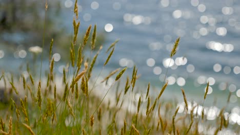Medium,-slow-motion-shot-of-grass-blowing-in-the-wind,-with-the-ocean-twinkling-in-the-background