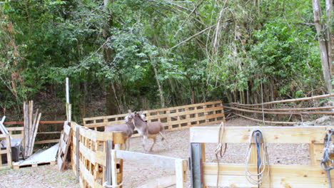 Donkeys-rough-play-at-ranch