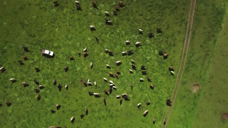 Drone-gentle-rotates-over-a-green-field-of-cows-whilst-a-farmer-drives-through-in-their-white-vehicle