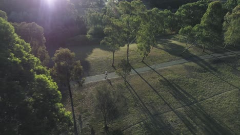 Wide-drone-footage-of-jogger-running-left-to-right-in-late-afternoon-sun-in-a-park-amongst-eucalyptus-trees,-with-sun-flares