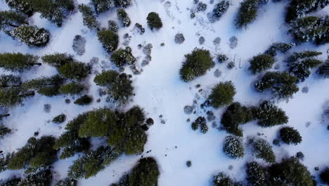 Drone-flying-over-snowy-forest