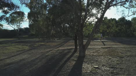 Drone-footage-of-jogger-running-away-from-camera-in-late-afternoon-sun-in-a-park-amongst-eucalyptus-trees,-with-sun-flares