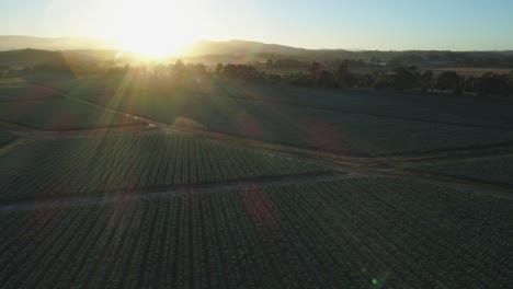 Drohnenverfolgung-über-Sonnenaufgang---Sonnenuntergang-über-Wunderschönem-Ackerland-Und-Gemüsekulturen