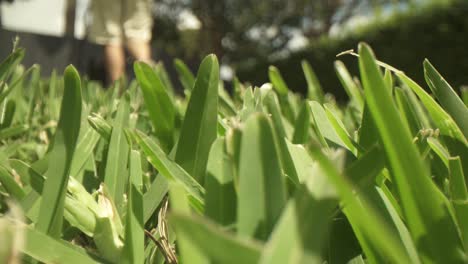 Macro-close-up-of-long-uncut-grass-in-foreground,-out-of-focus-lawn-mower-pushed-away-from-lens-and-back-into-it-at-a-very-close-distance