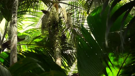 Palm-leafs-swaying-in-the-wind-in-the-dense-rain-forest-of-Vallée-de-Mai-National-Park-on-Praslin,-an-island-in-the-Seychelles