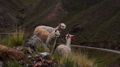 Lamas-In-Ayacucho-Peru-Road