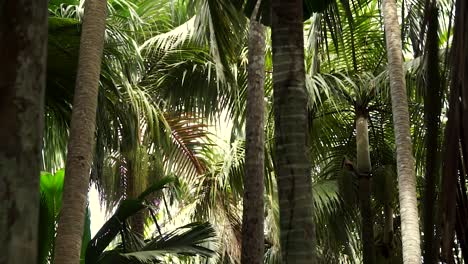 Palm-trees-sway-in-the-wind-in-Vallée-de-Mai-National-Park-on-Praslin,-an-island-in-the-Seychelles