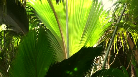 Light-falls-through-a-gigantic-palm-leaf-swaying-in-the-wind-in-Vallée-de-Mai-National-Park-on-Praslin,-an-island-in-the-Seychelles