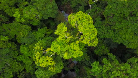 Drohnenflug-über-Wald-Aus-Grünen-Und-Laubabwerfenden-Bäumen