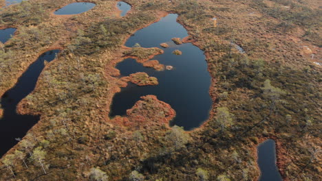 Aerial-view-of-bog-with-small-pine-trees-and-ponds-in-Pilka-bog,-Latvia