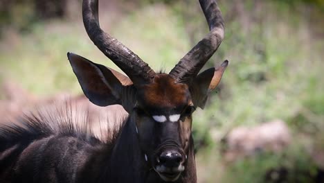 Nyala-closeup-shot-in-the-wild-African-bush,-slow-motion,-Zimbabwe,-Africa