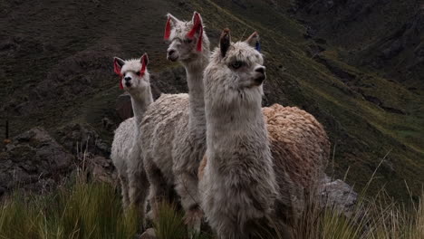 Llamas-in-Peru-Runing-in-Nature
