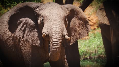 African-elephant-spraying-water-in-Zimbabwe,-Africa
