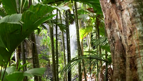 A-waterfall-in-the-middle-of-the-jungle-near-Vallée-de-Mai-National-Park-on-Praslin,-an-island-in-the-Seychelles