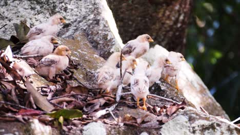 Cute-wild-baby-chicks-walking-down-a-rock-in-the-rain-forest-on-La-Digue,-Seychelles