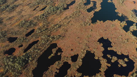 Aerial-view-of-bog-with-many-water-ponds-and-pools-in-Pilka-bog,-Latvia