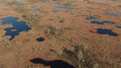 Aerial-view-of-bog-with-small-pine-trees-and-ponds-in-Pilka-bog,-Latvia