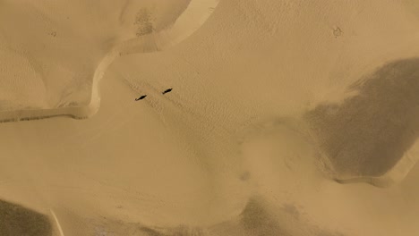 Drone-shot-of-people-walking-in-dunes-in-the-desert,-dunas-de-maspalomas,-gran-canaria