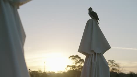 Kookaburra-Sitzt-Auf-Einem-Regenschirm-Mit-Einem-Wunderschönen-Sonnenuntergang-Dahinter