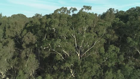 Flock-of-Australian-white-Cockatoos-fly-out-of-a-tree-as-a-drone-approaches