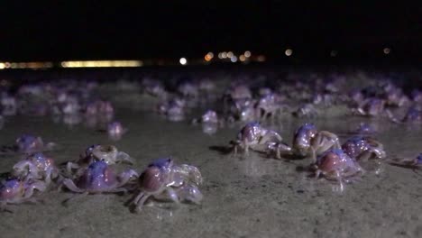 Pequeños-Cangrejos-Azules-Y-Morados-Disfrutan-De-La-Alimentación-Nocturna-Con-Marea-Baja