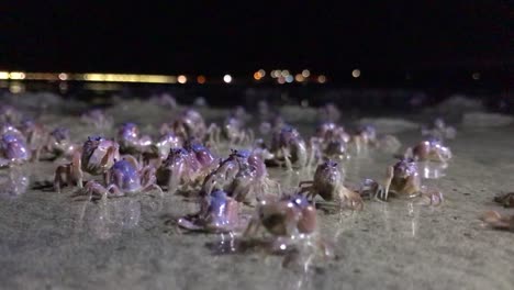 Little-blue-and-purple-crabs-at-night-time-feeding-at-low-tide
