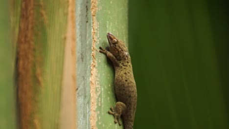 Nocturanl-giant-bronze-eyed-gecko-resting-on-a-palm-leaf-swaying-in-the-wind-in-Vallée-de-Mai,-Praslin,-Seychelles