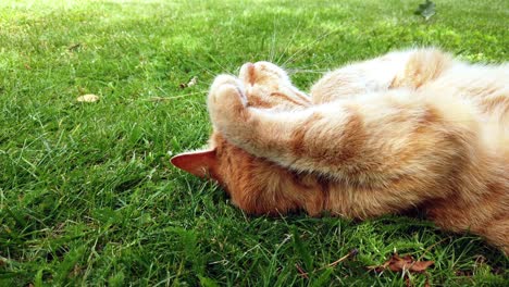 Red-cat-enyoing-a-summer-day-by-rolling-around-and-cleaning-in-the-green-grass-in-the-garden,-closeup-of-face