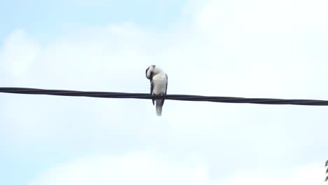 Wild-Kookaburra-perched-on-electrical-wire-4K-UHD