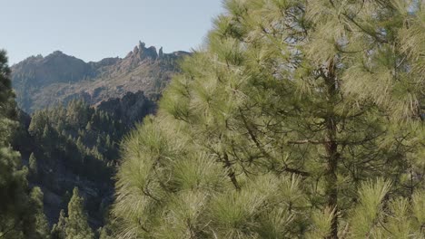 Beautiful-drone-shot-of-a-mountain-panorama-with-a-tree-in-the-foreground-roque-nublo,-gran-canaria
