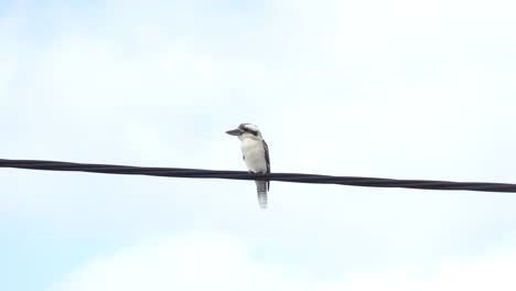 Kookaburra-Salvaje-Posado-Sobre-Un-Cable-Eléctrico