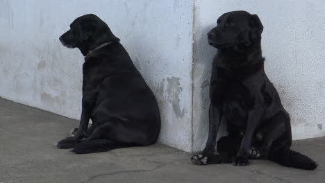 Perros-Sentados-Separados-Unos-De-Otros