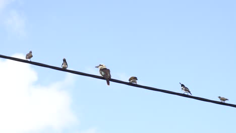 Kookaburra-Posado-Sobre-Un-Cable-Eléctrico