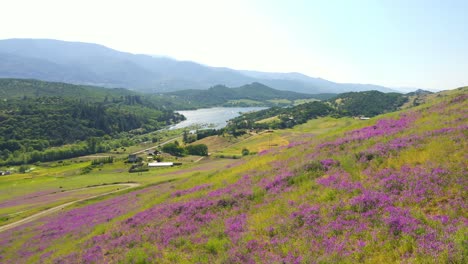 Aerial-view-of-blooming-Vetch-on-hills-with-Emigrant-Lake-in-the-background