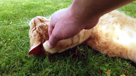 Red-cat-enyoing-a-summer-day-by-rolling-around-in-the-green-grass-in-the-garden-and-biting-and-playing-with-a-human-hand