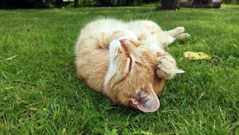 Red-cat-enyoing-a-summer-day-by-rolling-around-and-cleaning-in-the-green-grass-in-the-garden,-closeup-of-face