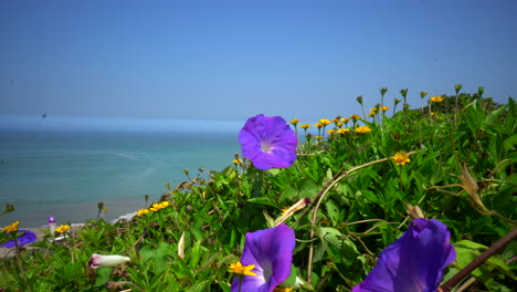 Flower-Moving-in-Wind-with-Ocean-Background