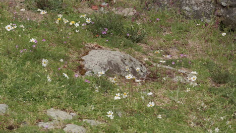 Close-up-shot-of-a-rock-surrounded-by-grass