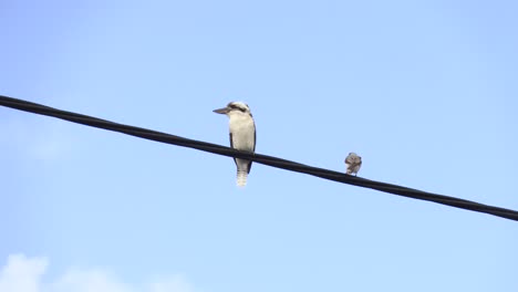Wild-Kookaburra-perched-on-electrical-wire