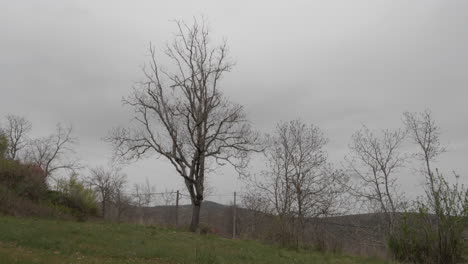 Leafless-Tree-Against-a-Cloudy-Sky