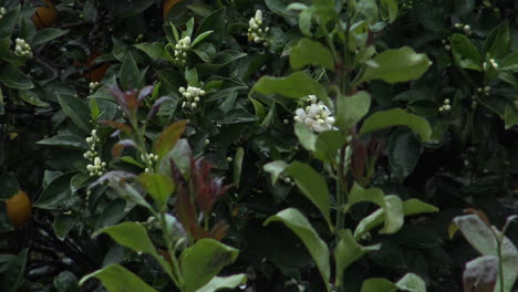 Nahaufnahme-Einiger-Blumen