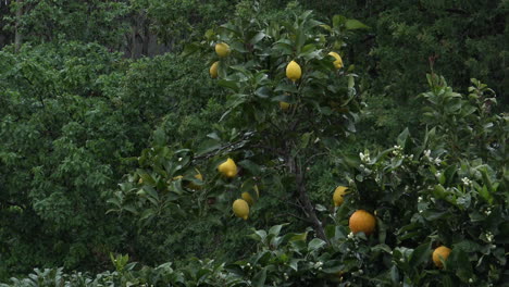 Close-up-some-fruit-trees-While-Raining