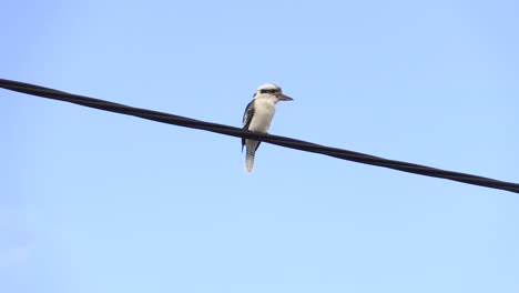 Kookaburra-Salvaje-Posado-Sobre-Un-Cable-Eléctrico