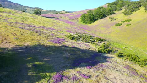 Aerial-view-of-foothills-in-Southern-Oregon-covered-in-blooming-Vetch-plant