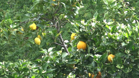 Nahaufnahme-Einiger-Orangen-Und-Zitronen