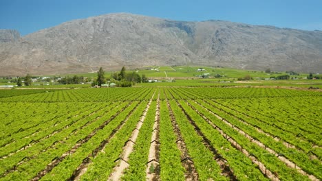 A-vineyard-in-Worcester,-South-Africa